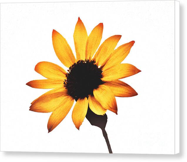 Sunny Sunflower Painting Art 1 - Canvas Print