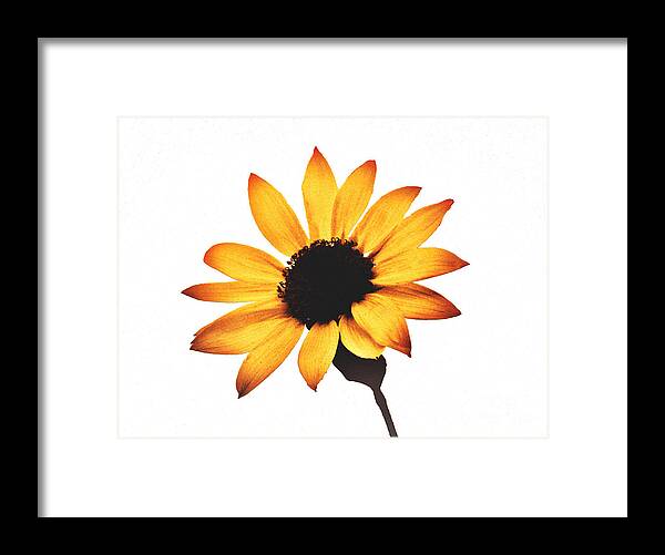 Sunny Sunflower Painting Art 1 - Framed Print