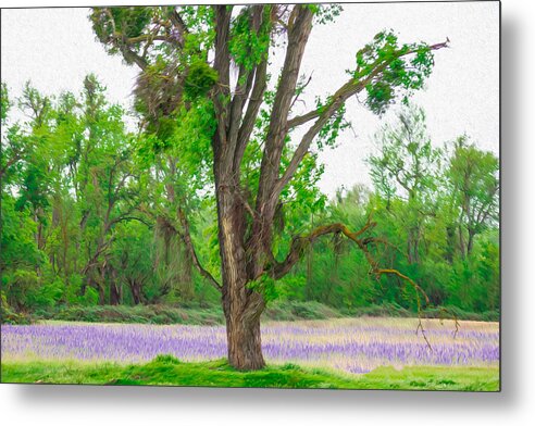 Lavender Flowers Landscape 3 - Metal Print