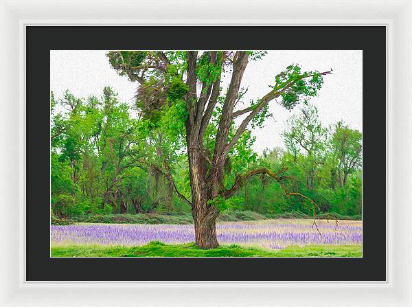Lavender Flowers Landscape 3 - Framed Print