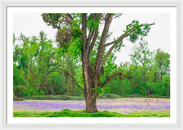 Lavender Flowers Landscape 3 - Framed Print