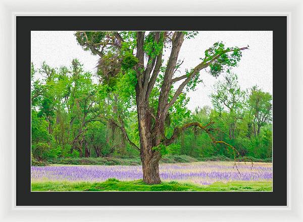 Lavender Flowers Landscape 3 - Framed Print