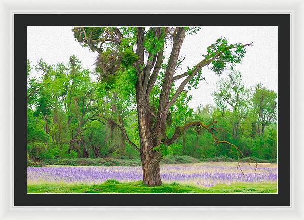 Lavender Flowers Landscape 3 - Framed Print