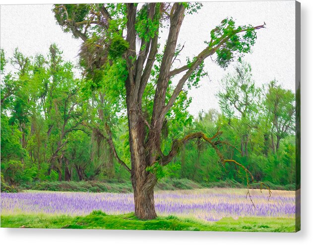 Lavender Flowers Landscape 3 - Acrylic Print