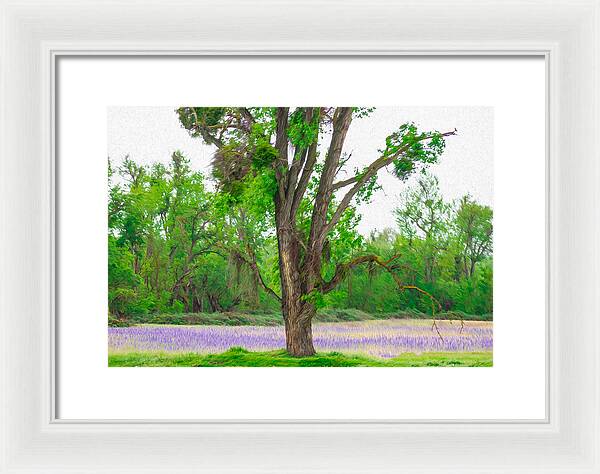 Lavender Flowers Landscape 3 - Framed Print