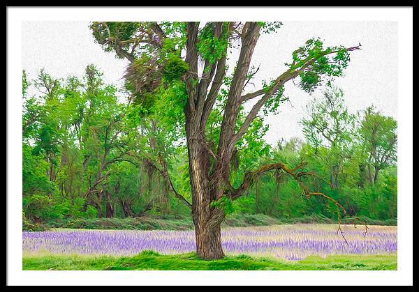 Lavender Flowers Landscape 3 - Framed Print