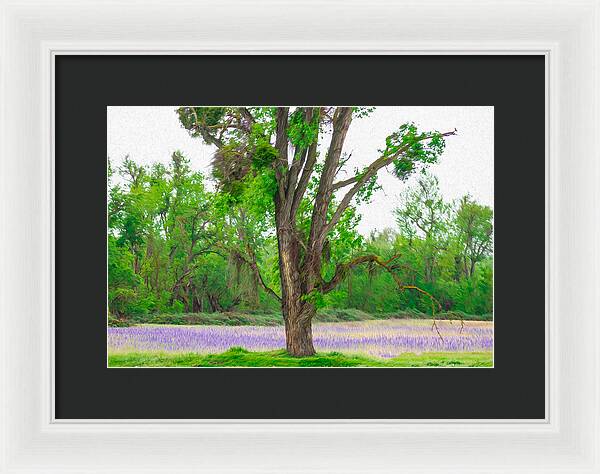 Lavender Flowers Landscape 3 - Framed Print