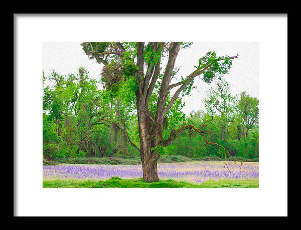 Lavender Flowers Landscape 3 - Framed Print