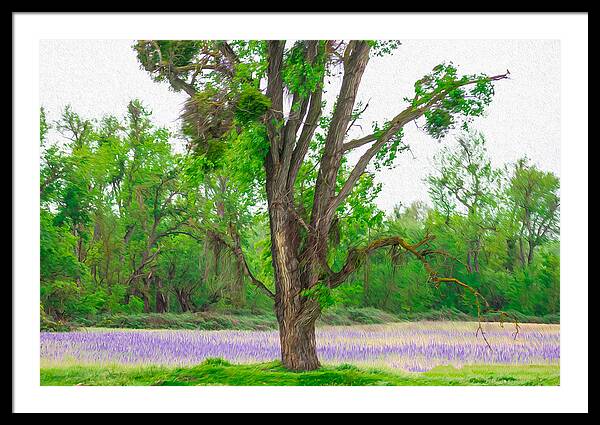 Lavender Flowers Landscape 3 - Framed Print