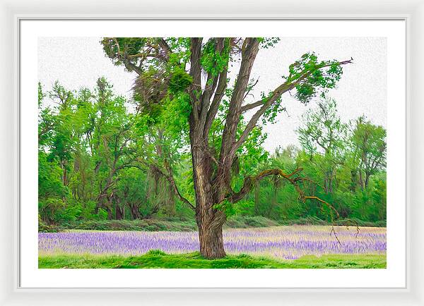 Lavender Flowers Landscape 3 - Framed Print