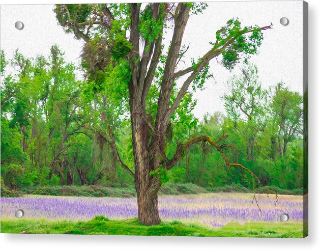 Lavender Flowers Landscape 3 - Acrylic Print