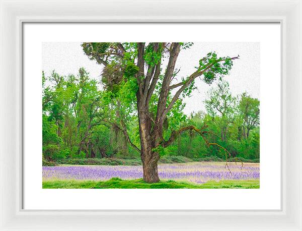 Lavender Flowers Landscape 3 - Framed Print