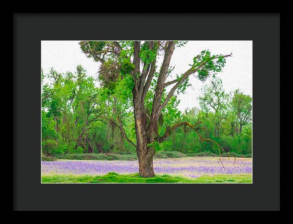 Lavender Flowers Landscape 3 - Framed Print