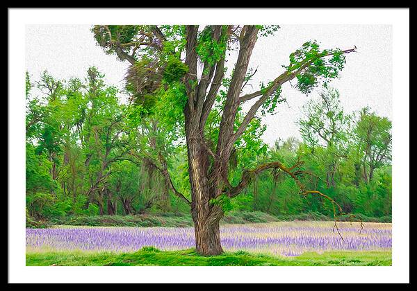 Lavender Flowers Landscape 3 - Framed Print