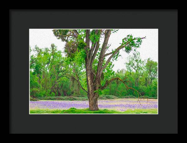 Lavender Flowers Landscape 3 - Framed Print