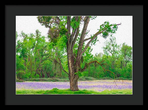 Lavender Flowers Landscape 3 - Framed Print