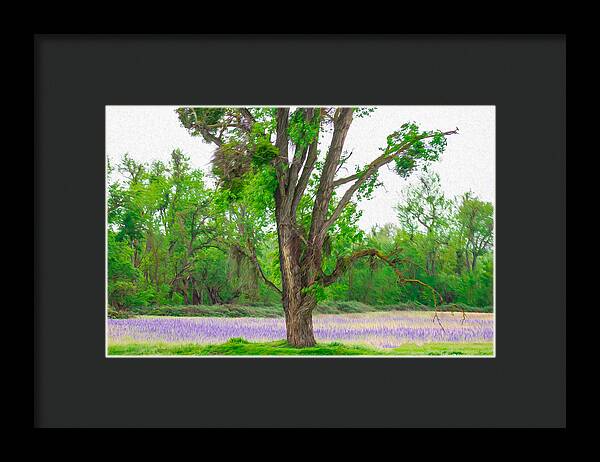 Lavender Flowers Landscape 3 - Framed Print