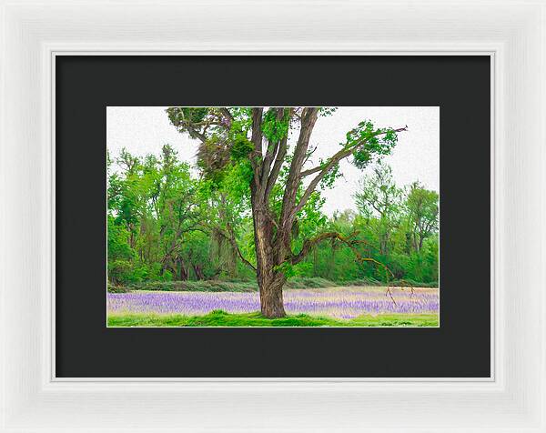 Lavender Flowers Landscape 3 - Framed Print