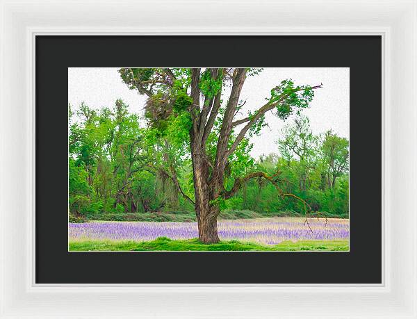 Lavender Flowers Landscape 3 - Framed Print
