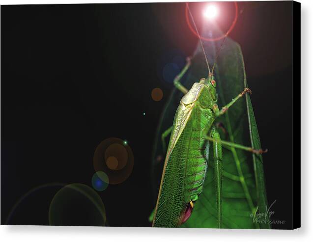 Adult Caedicia Walking into the Lens Flare - Canvas Print