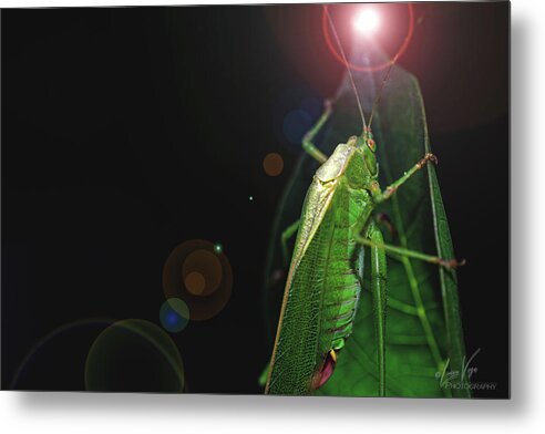 Adult Caedicia Walking into the Lens Flare - Metal Print