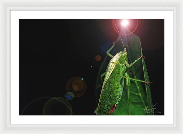 Adult Caedicia Walking into the Lens Flare - Framed Print