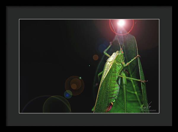 Adult Caedicia Walking into the Lens Flare - Framed Print