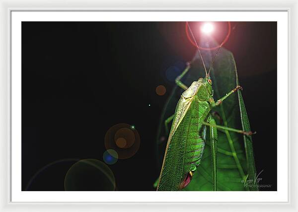 Adult Caedicia Walking into the Lens Flare - Framed Print