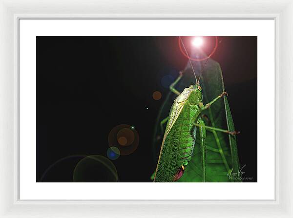 Adult Caedicia Walking into the Lens Flare - Framed Print