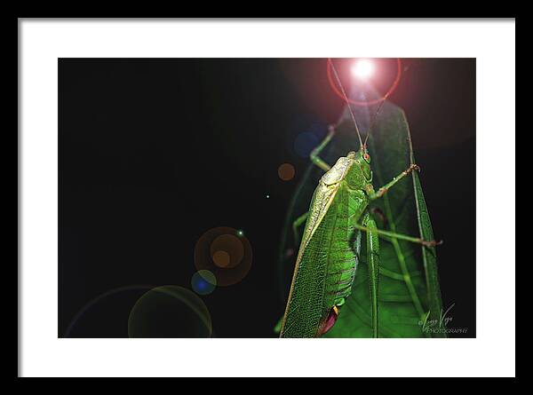 Adult Caedicia Walking into the Lens Flare - Framed Print