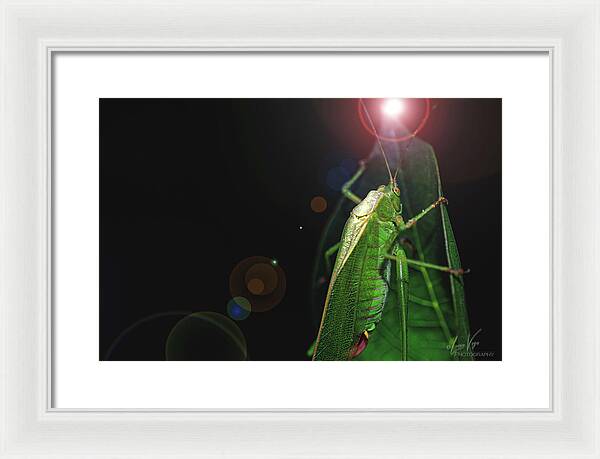 Adult Caedicia Walking into the Lens Flare - Framed Print