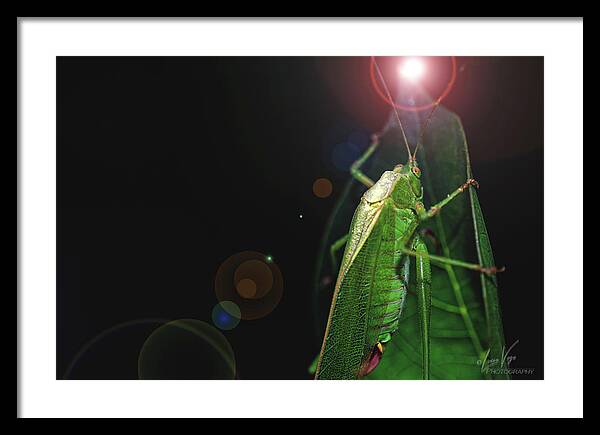 Adult Caedicia Walking into the Lens Flare - Framed Print