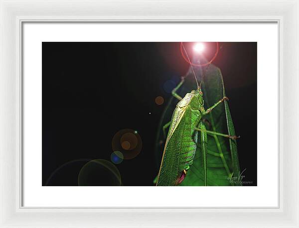 Adult Caedicia Walking into the Lens Flare - Framed Print