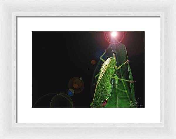 Adult Caedicia Walking into the Lens Flare - Framed Print