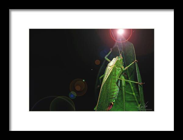 Adult Caedicia Walking into the Lens Flare - Framed Print