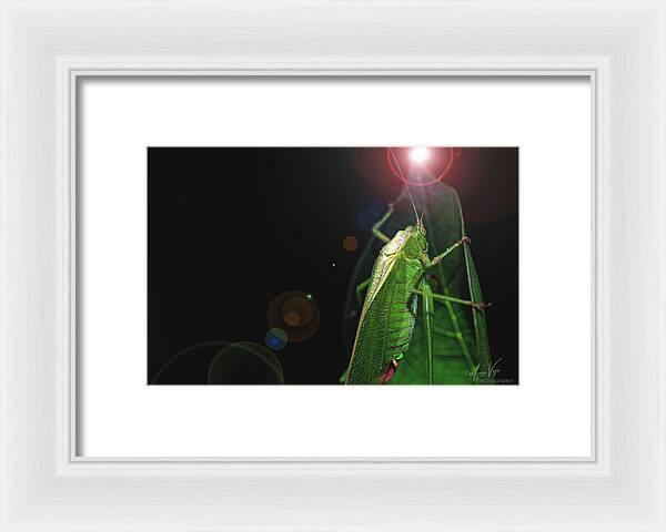 Adult Caedicia Walking into the Lens Flare - Framed Print