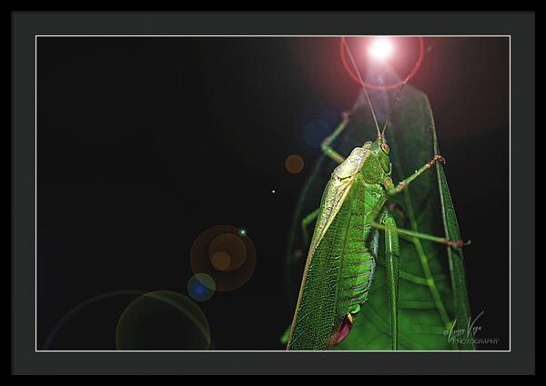 Adult Caedicia Walking into the Lens Flare - Framed Print