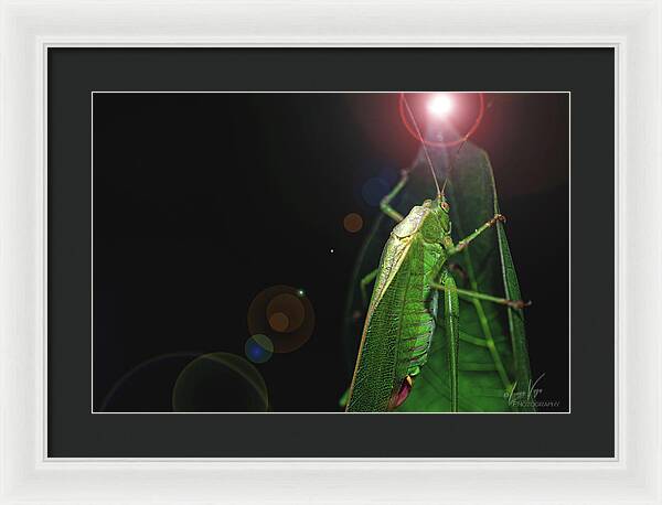 Adult Caedicia Walking into the Lens Flare - Framed Print