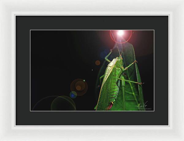 Adult Caedicia Walking into the Lens Flare - Framed Print