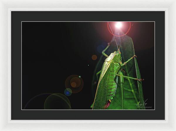 Adult Caedicia Walking into the Lens Flare - Framed Print