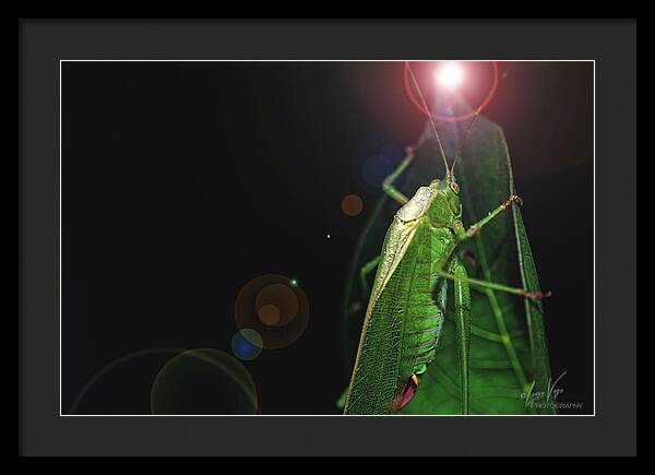 Adult Caedicia Walking into the Lens Flare - Framed Print
