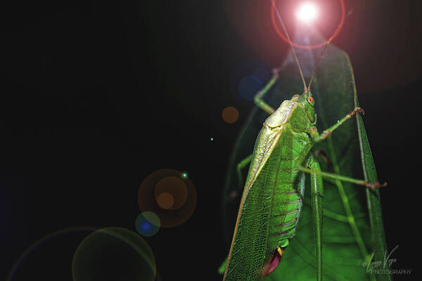 Adult Caedicia Walking into the Lens Flare - Art Print