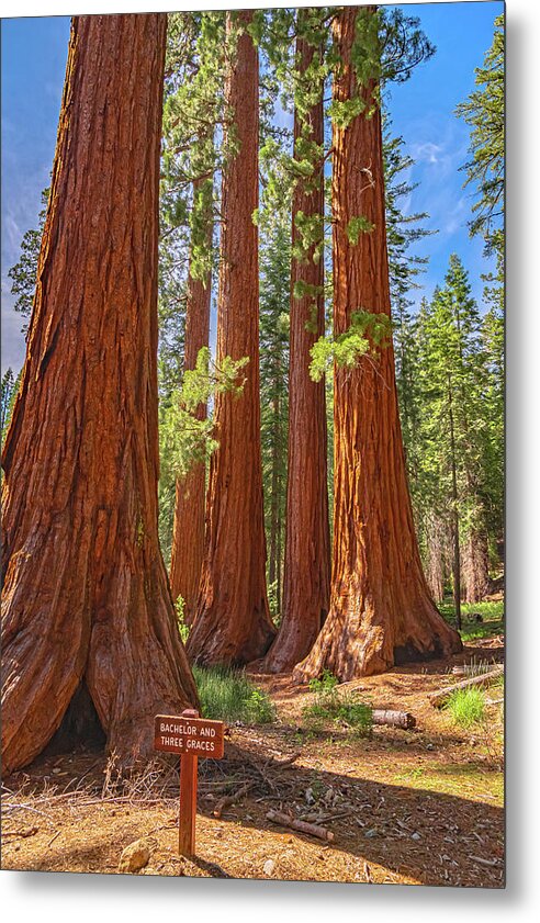Bachelor and Three Graces Trees Giant Sequoias - Metal Print