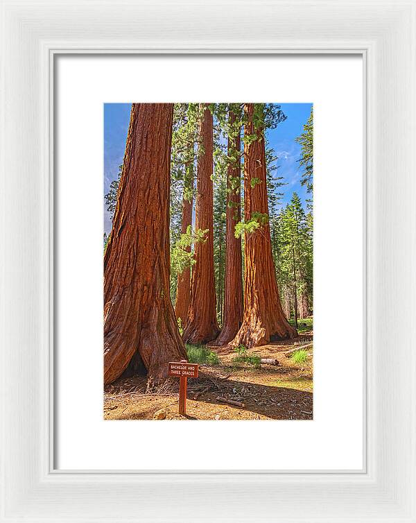 Bachelor and Three Graces Trees Giant Sequoias - Framed Print