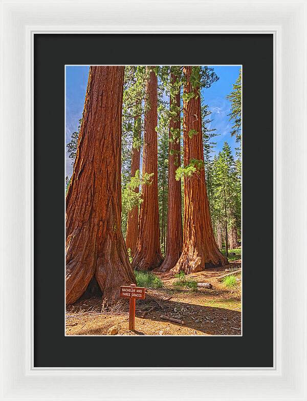 Bachelor and Three Graces Trees Giant Sequoias - Framed Print