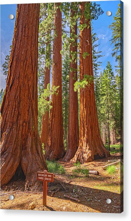 Bachelor and Three Graces Trees Giant Sequoias - Acrylic Print