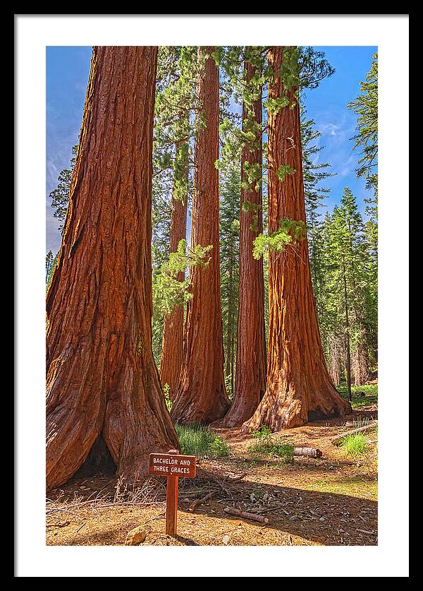 Bachelor and Three Graces Trees Giant Sequoias - Framed Print