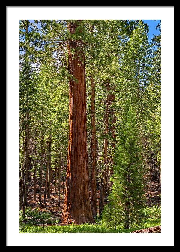 Beauty in a Forest - Framed Print