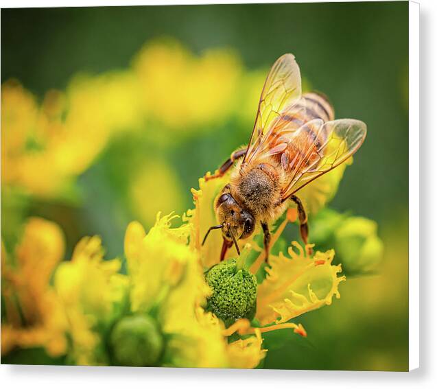 Bee Collecting Pollen on a Flower - Canvas Print