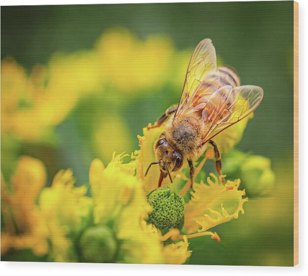Bee Collecting Pollen on a Flower - Wood Print